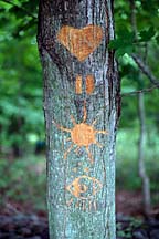 [ Bark carving at Yasgur's Farm.  8/19/97 ]